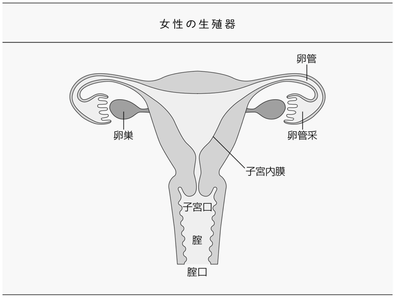 女性の生殖器の図